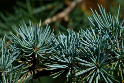 Cedrus atlantica 'Glauca' - cedr atlaský - jehlice